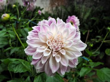 Close-up of pink dahlia flower