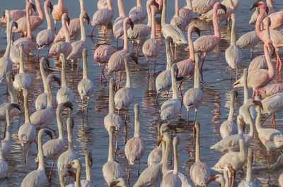 High angle view of birds in water