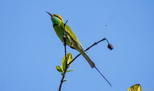 Low angle view of bird perching on plant against clear sky