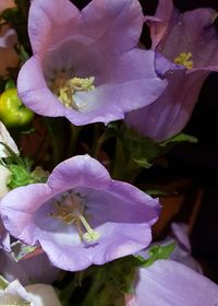 Close-up of pink flower