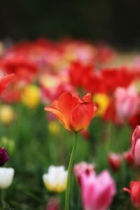 Close-up of red tulip flower on field