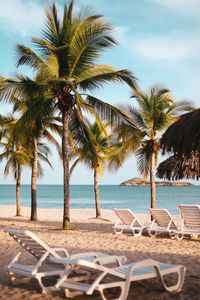 Palm trees on beach against sky