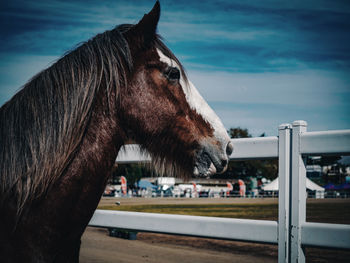 Close-up of horse standing in stable