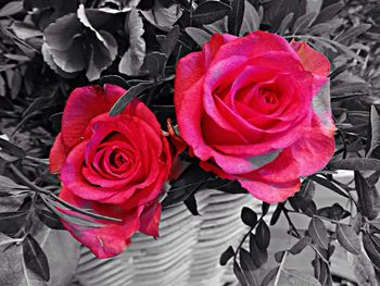 Close-up of pink rose