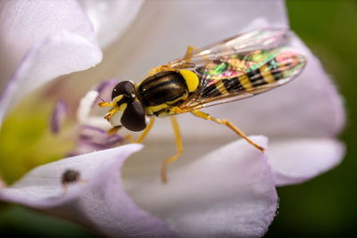 Close-up of insect on purple flower