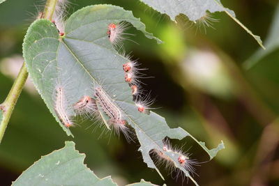 Close-up of caterpillar on plant