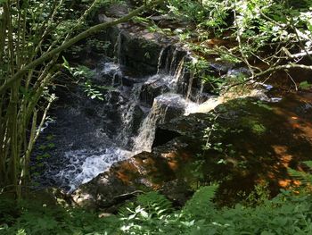 Close-up of waterfall against trees