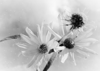 Close-up of daisy flower