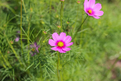 Close-up of pink cosmos flower