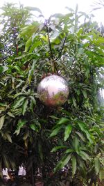 Close-up of fruits growing on tree against sky