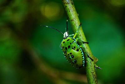 Macrophotography of insect on branch