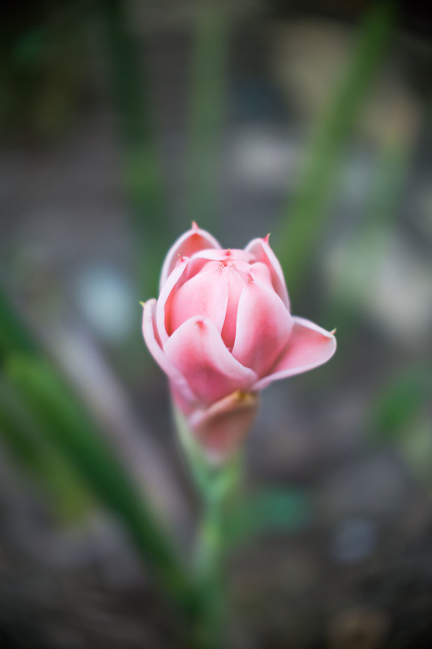 CLOSE-UP OF ROSE BUD