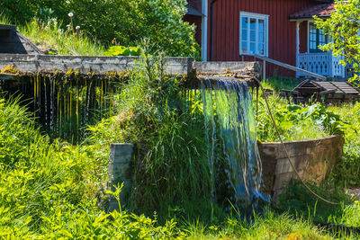 Plants growing by lake against building