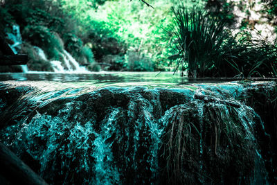 Close-up of waterfall in forest