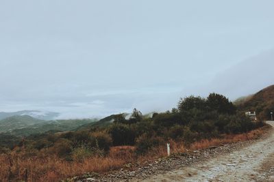 Trees on countryside landscape