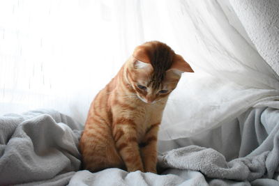 Cat resting on bed at home