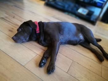 Dog relaxing on hardwood floor
