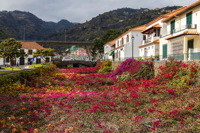 Flowering plants and buildings against sky