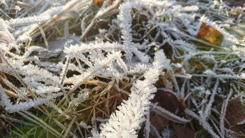 Close-up of frost plants