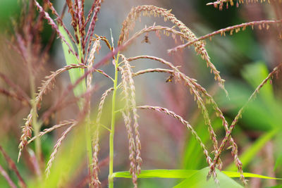 Close-up of crops on field