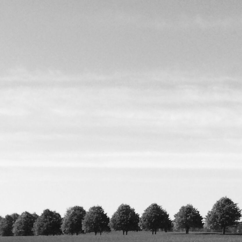 tree, tranquility, tranquil scene, scenics, sky, growth, beauty in nature, nature, landscape, field, non-urban scene, grass, idyllic, day, outdoors, no people, low angle view, cloud - sky, copy space, remote