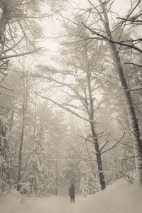 Rear view of bare trees on snow covered landscape