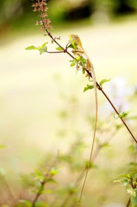 Close-up of insect on plant