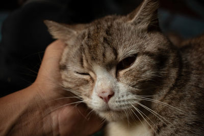 Close-up of a cat