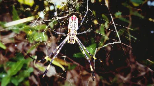 Close-up of spider on web