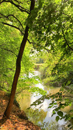 Scenic view of river amidst trees in forest