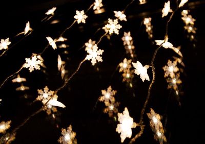 Close-up of christmas tree