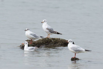 Seagulls perching on sea shore