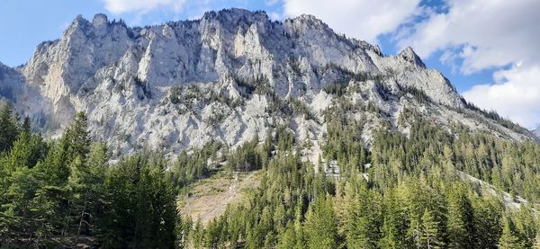 Panoramic view of pine trees against sky