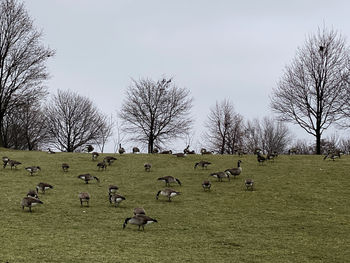 Flock of sheep grazing on field against sky