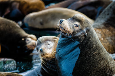 Close-up of seals