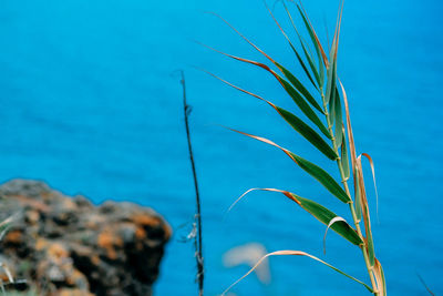 Close-up of plants against blue sky