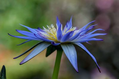 Close-up of purple flowering plant