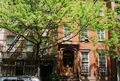 Tree by building in city