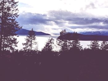 Silhouette of pine trees against sky