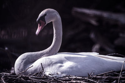 Close-up of swan