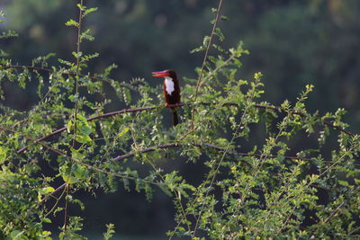 Close-up of bird perching on tree