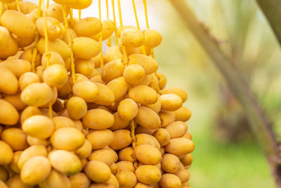 Close-up of yellow fruits hanging on plant