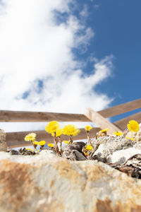 Close-up of yellow flowering plants on land against sky
