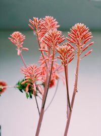 Close-up of red flowering plant