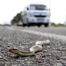 Close-up of snake on road