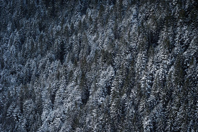 Full frame shot of pine tree during winter