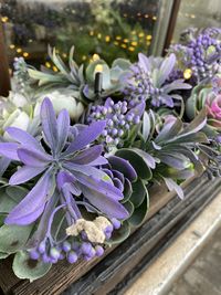 Close-up of purple flowering plant