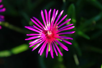 Close-up of purple flowers blooming