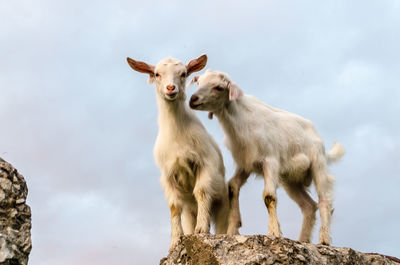 Portrait of goats against the sky