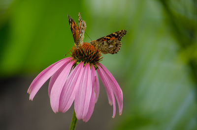 Close-up of butterfly pollinating on pink flower